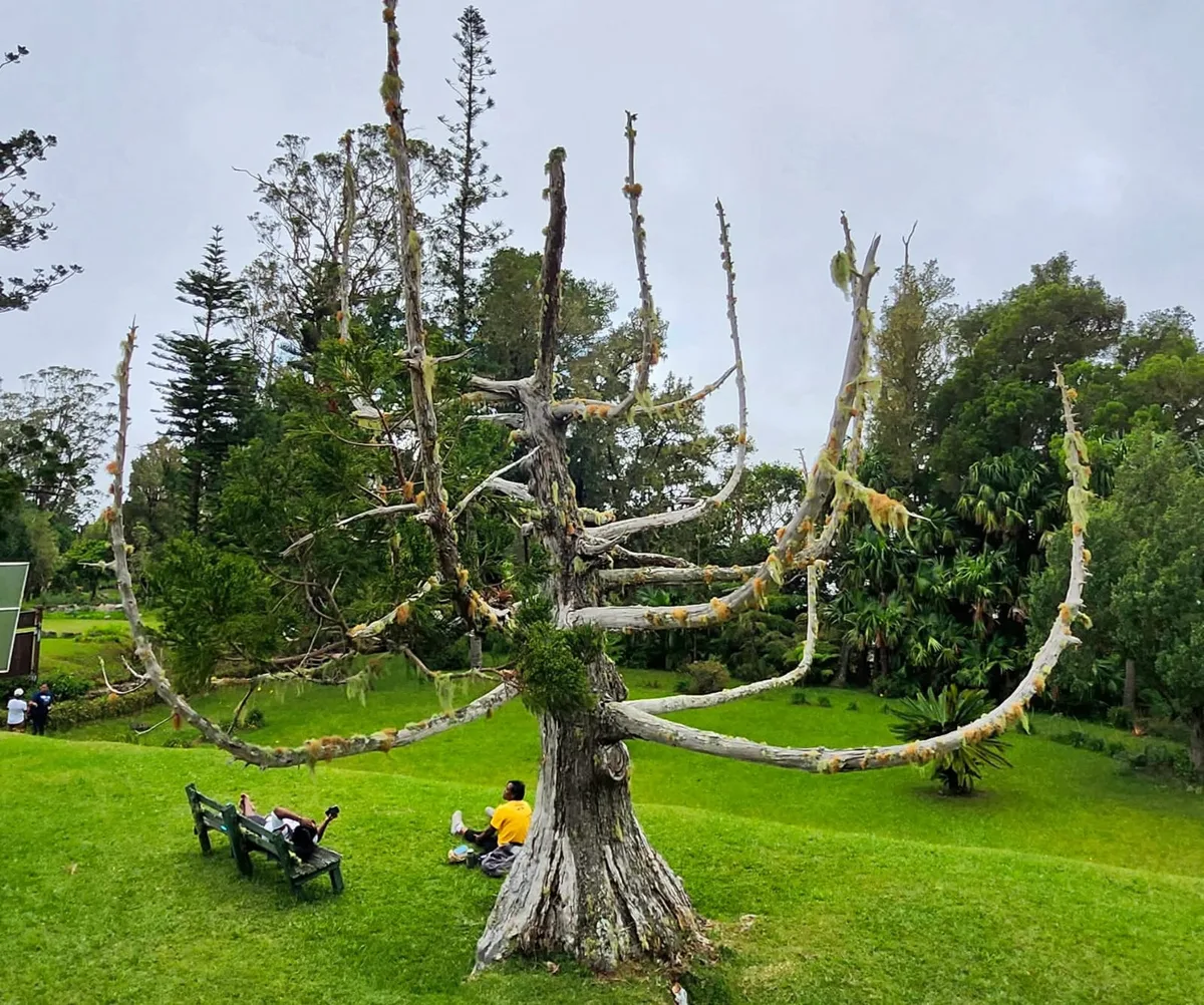 Misty trail conditions on the hike to Cinchona Botanical Gardens