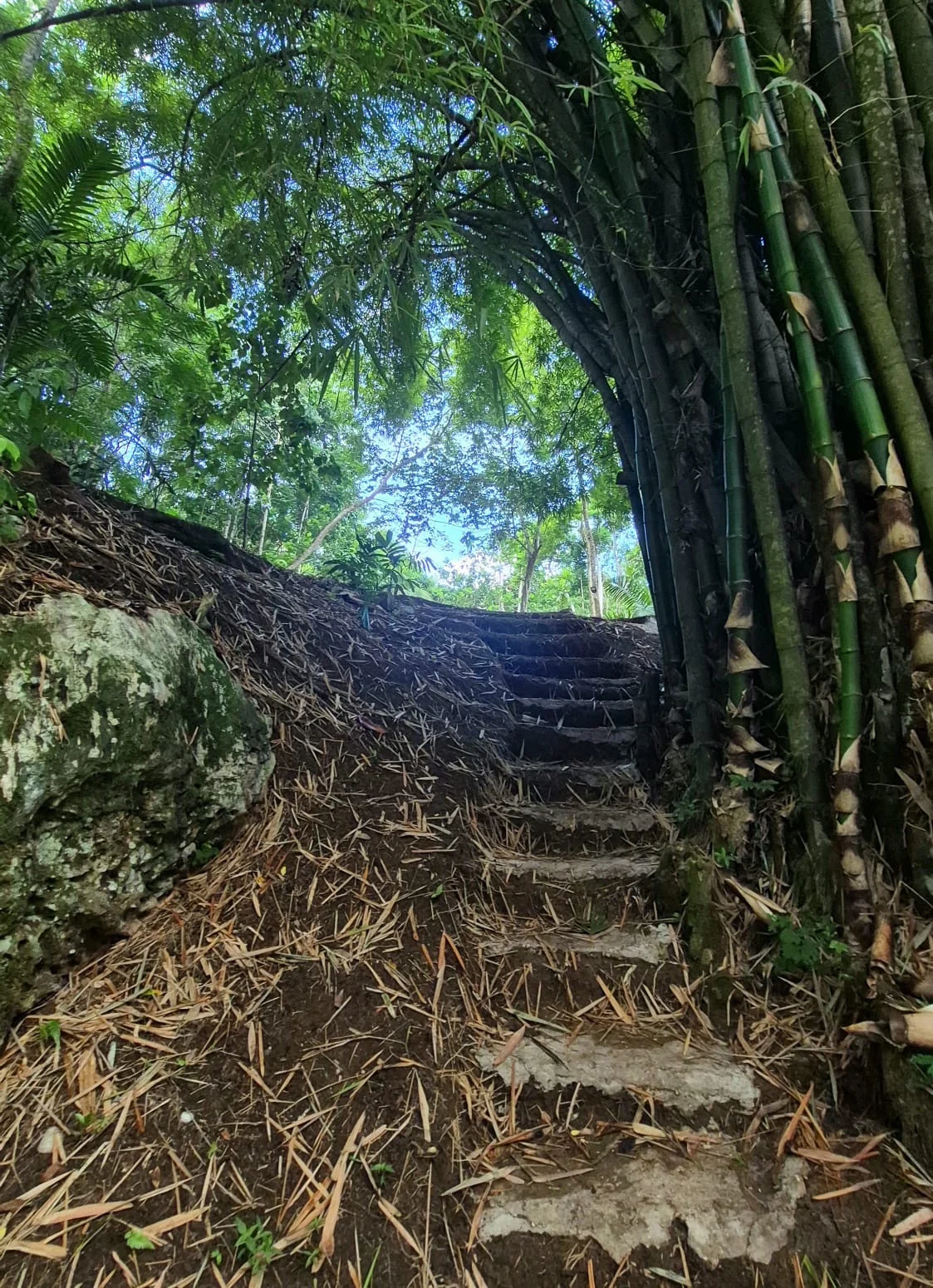 Stone steps covered with fallen leaves climb between a boulder and bamboo beneath a leafy canopy.