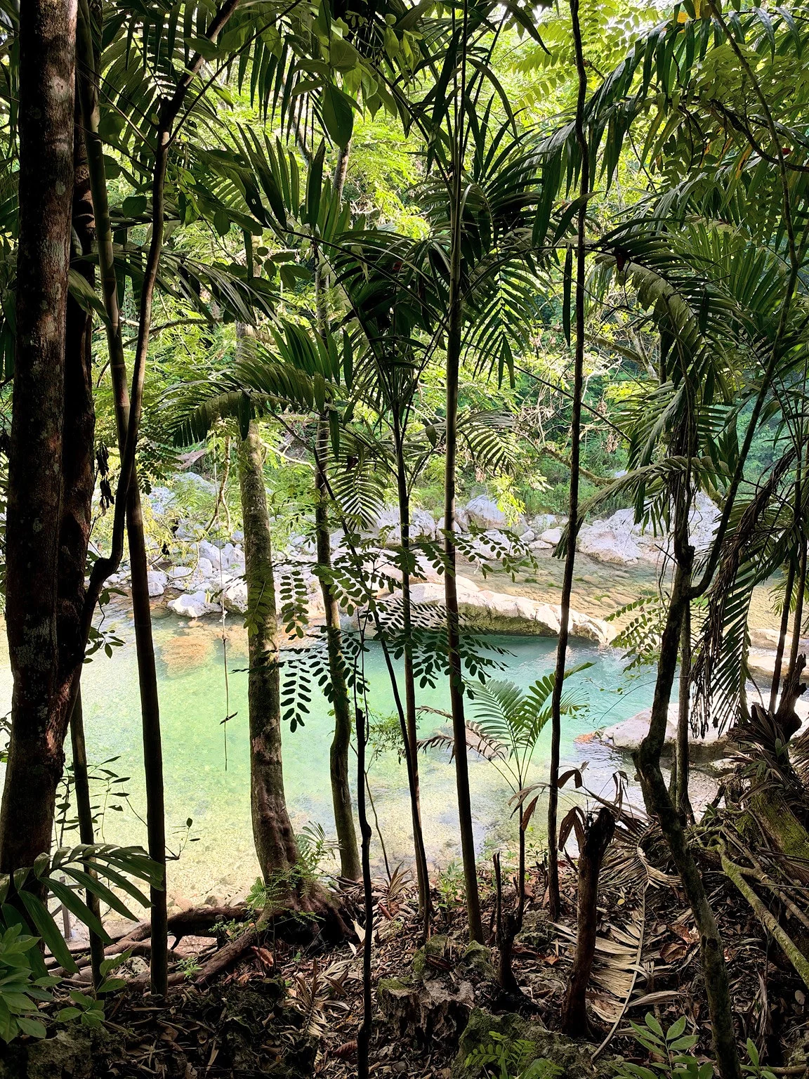 Green river water is visible through slender palms and dense foliage.