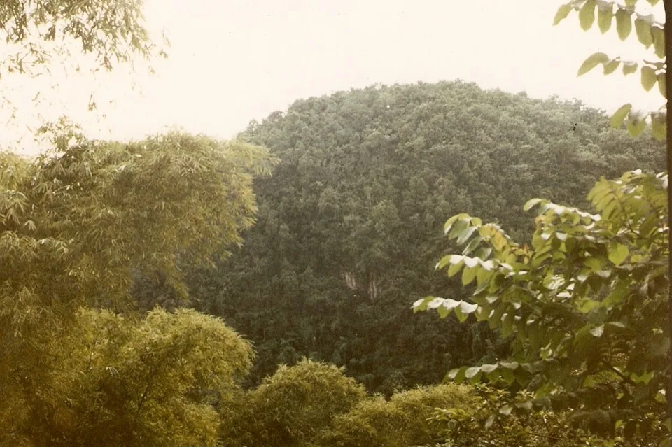 Forested cockpit karst hills in Jamaica's Cockpit Country