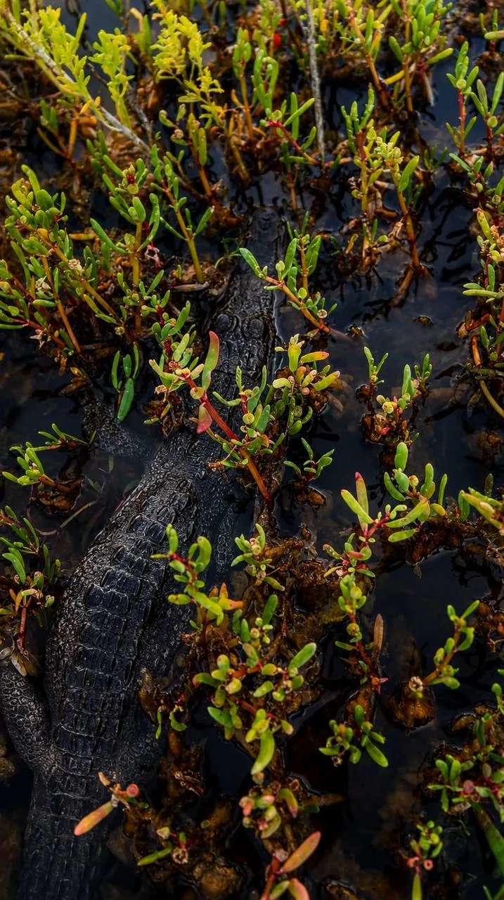 American crocodile resting in a mangrove swamp in Hellshire, Jamaica
