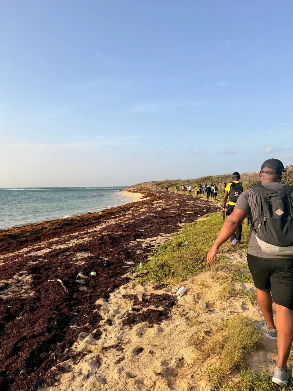 Sargassum seaweed washed up along the Hellshire coastline, a growing challenge for Jamaica's beaches