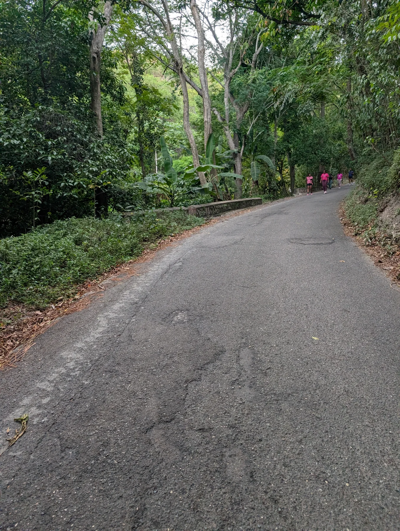 Walkers on a paved, tree-lined road during our Mountain Spring walk