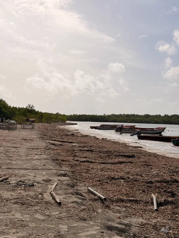 The Rocky Point shoreline in St. Thomas, showing seaweed and debris along the sand